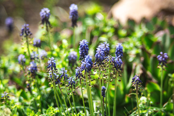 Spring blue flowers on a blurry background of flowering meadows.