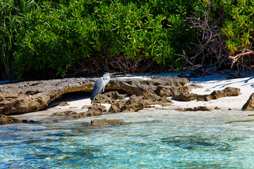 Maldives large exotic bird standing on stone