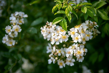 咲く白いたくさんの野バラの花たち。一重で5弁のシンプルなバラ。黄色の雄しべも見える平面的な姿の小振りなバラの花。柔らかな光を受けて瑞瑞しく鮮やか。