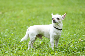 Small white dog walking in a park.