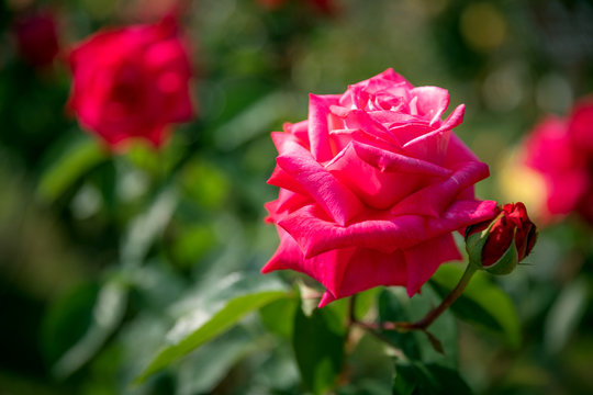 11 Best 紅薔薇 Images Stock Photos Vectors Adobe Stock