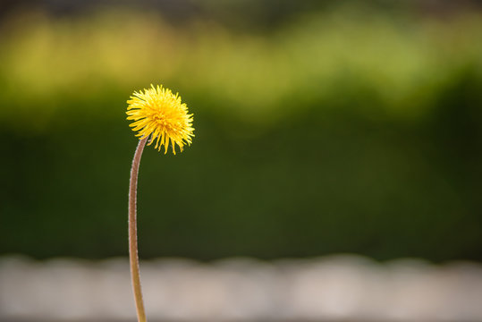 yellow dandelion on a blurry green background. spring wild flower. free place