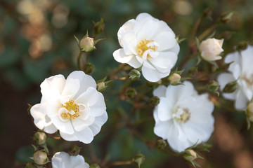 シンプルに咲く白い3輪のバラ。花弁は透明感があり、多くない。黄色い雄しべの見える平面的な姿のバラの花。