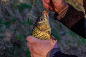 A small fish caught by a fisherman in a city pond. A man holds a fish tightly in his hands and pulls a hook from her mouth