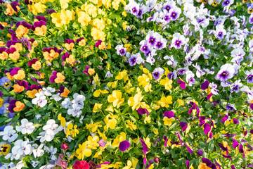 Green plant flower wall