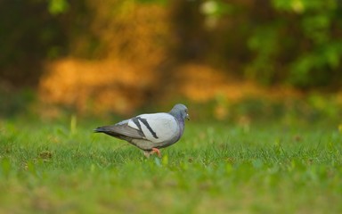 Eine Stadttaube läuft am Morgen bei Sonnenaufgang über eine grüne Wiese im Stadtpark, Columbidae