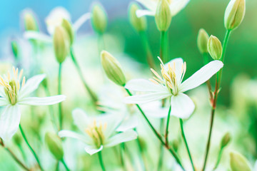 White fragrant clematis flowers. Floral background.