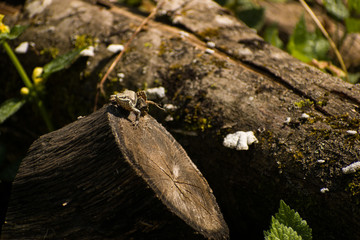 Small lizard on a tree stomp in nature