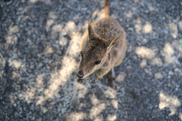 Australian Wallabie on a stone surface wanting something to eat