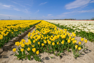 Yellow tulips in the field with wide angle lense from below, blue cloudy sky in the Netherlands. Selective focus, windmills in the background