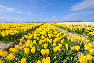 Yellow tulips in the field with wide angle lense, blue cloudy sky in the Netherlands. Selective focus, windmills in the background