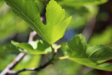 Foglie di fico; dettagli in primo piano su fondo azzurro di un cielo primaverile