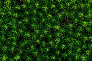 Vegetation Detail In The Undergrowth