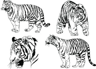 vector drawings sketches different predator , tigers lions cheetahs and leopards are drawn in ink by hand , objects with no background