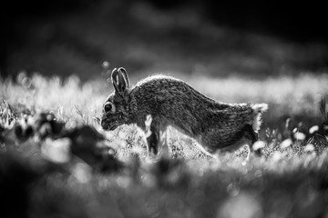 Wild rabbit in the grass, close up with the sunset light.