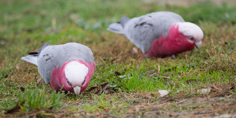 Two Galahs Feeding