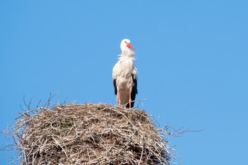 A stork stands in its nest on a chimney, in the spring , blue sky in background