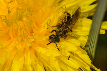 Пчела собирает пыльцу на желтом одуванчике.
A bee collects pollen on a yellow dandelion.