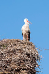 Fototapeta premium A stork stands in its nest on a chimney, in the spring , blue sky in background