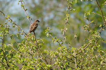 House Sparrow sits on a branch in the hedge. Spring time. Bright photo