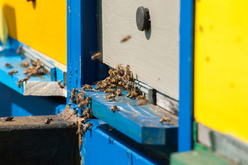 Obraz na płótnie Canvas Close up of flying bees. Wooden beehive and bees.Insect