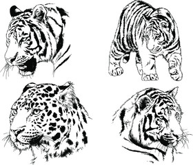 vector drawings sketches different predator , tigers, lions, cheetahs and leopards are drawn in ink by hand , objects with no background