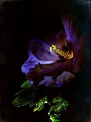 Close-up van paarse bloem die & 39 s nachts bloeit