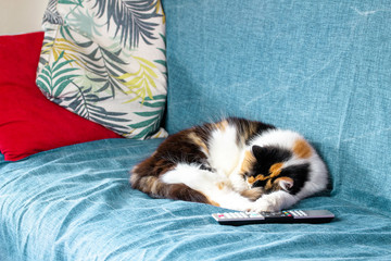 A cat takes a nap on sofa near TV remote