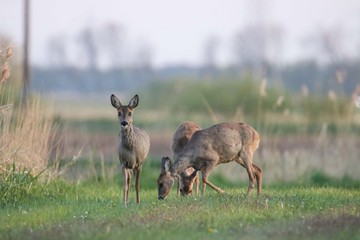 Rehwild im Frühjahr