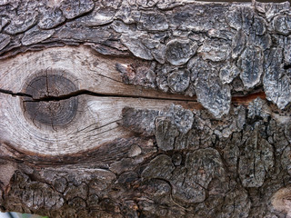 Aged by time and atmospheric phenomena, partially processed Board with a pronounced fibrous structure, with a characteristic cut of a tree knot, with a cracked detached bark. Close-up, narrow focus.