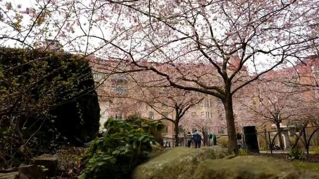 Time Lapse Pan People Enjoying Cherry Blossom in Park