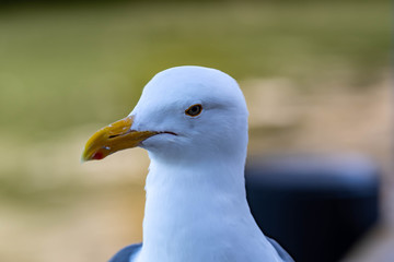 Closeup shot of a seagull while resting on a beach