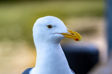 Closeup shot of a seagull while resting on a beach