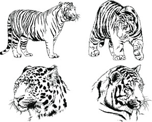 vector drawings sketches different predator , tigers lions cheetahs and leopards are drawn in ink by hand , objects with no background