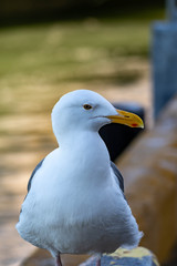 Closeup shot of a seagull while resting on a beach