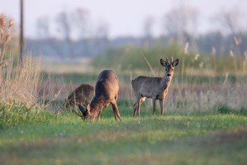 Rehwild im Frühjahr