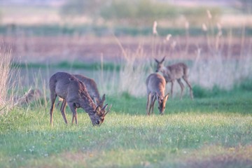 Rehwild im Frühjahr