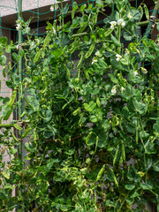 スナップエンドウ　家庭菜園