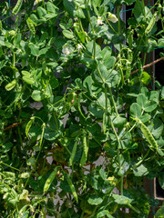 スナップエンドウ　家庭菜園