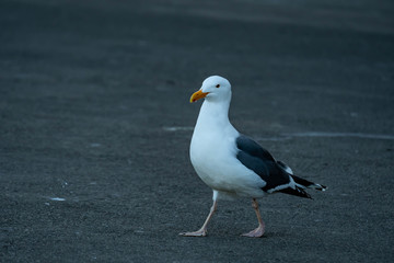 Closeup shot of a seagull while resting on a beach