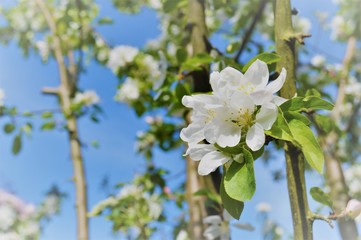 blossoming apple tree