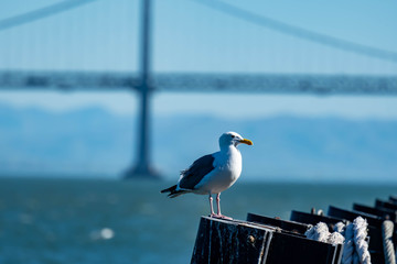Closeup shot of a seagull while resting on a beach