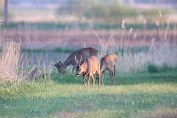 Rehwild im Frühjahr