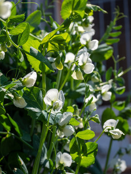 スナックエンドウの花 の画像 1 008 件の Stock 写真 ベクターおよびビデオ Adobe Stock スナックエンドウの花 の画像 1 008 件の Stock 写真 ベクターおよびビデオ Adobe Stock