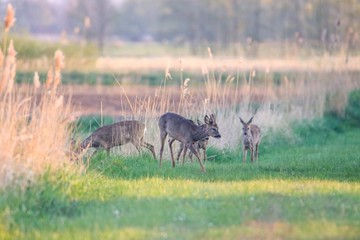 Rehwild im Frühjahr