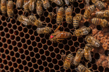 Close up of flying bees. Wooden beehive and bees.Insect