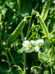 スナップエンドウ　家庭菜園