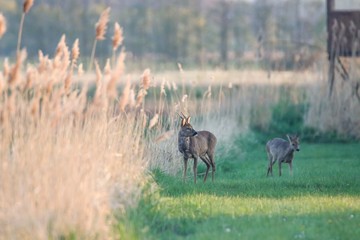 Rehwild im Frühjahr