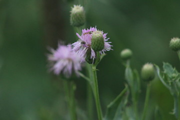 purple thistle flower