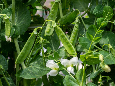 スナップエンドウ の画像 7 577 件の Stock 写真 ベクターおよびビデオ Adobe Stock スナップエンドウ の画像 7 577 件の Stock 写真 ベクターおよびビデオ Adobe Stock